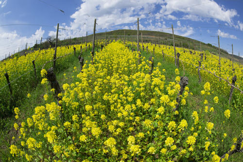 Colza-viticole 1   JEB1015