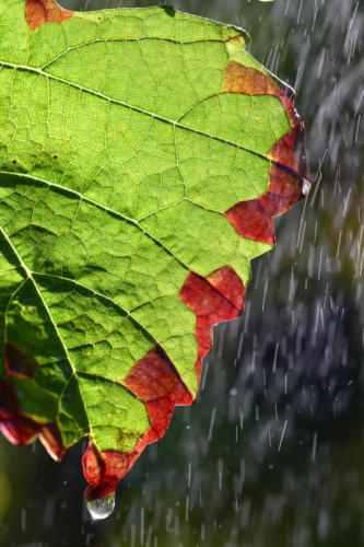 Dichromie-lumineuse   JEC1825