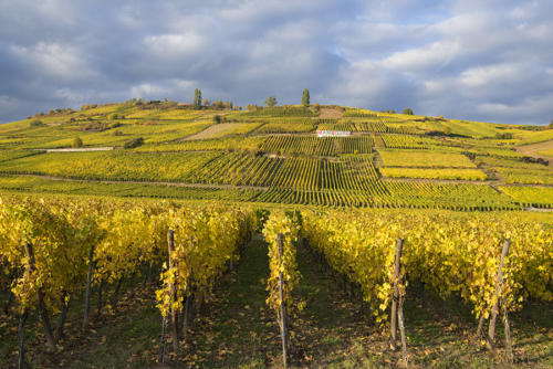 Sigolsheim-est-fier-de-son-Grand-Cru-Mambourg   JEC2121