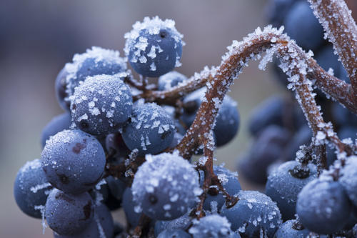 Futurs-grains-nobles   JEC3841