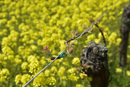 Colza-viticole 2   JEB1019