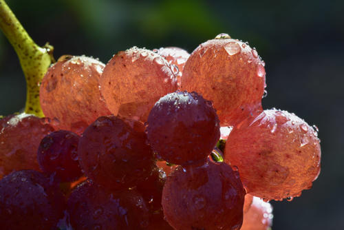 Gewurtztraminer   JEC1775