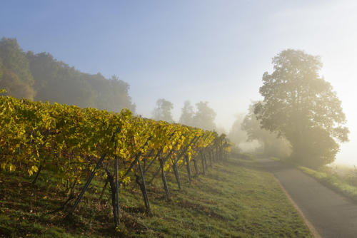 Mittelbergheim   JEC3604