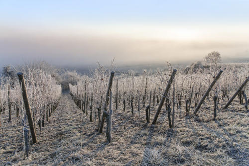 Husseren-les-Châteaux   JEC4697
