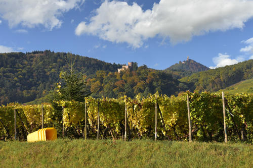 Chateaux-de-Kintzheim-et-Haut-Koenigsbourg   JEC2055b