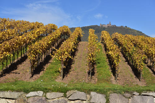 Vignoble-de-Rodern-au-pied-du-Haut-Koenigsbourg   JED3329