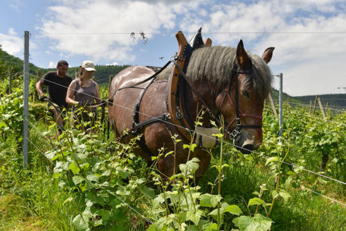 Eric-Altermatt 2   JEB2246b