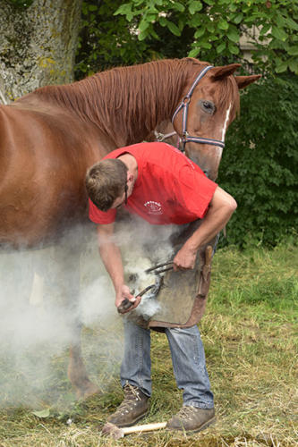 Le ferrage de cheval 1    JEB6939