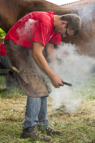 Le ferrage de cheval 2   JEB6943