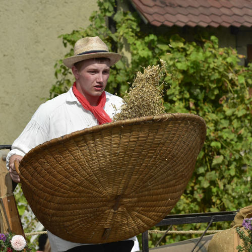 Vannage-du-blé    JEC0618