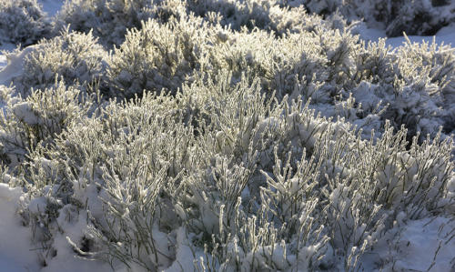 Myrtilliers-glacés   JEC5450