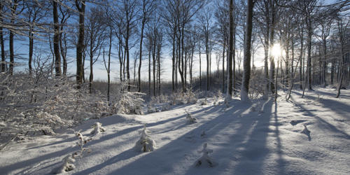 Forêts-du-Champ-du-Feu   JEC5475p