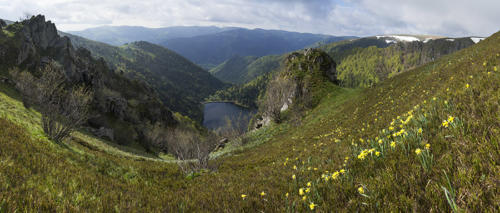 Jonquilles-sur-le-pentes-du-Hohneck   JEB1545à50