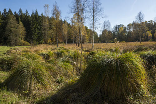 Tourbière-secrète   JEC3172