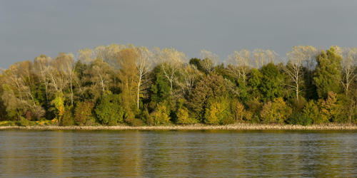 Les-berges-du-Rhin-à-Rhinau   JEC2998