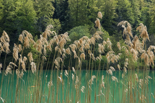  L'Etang-de-Lucelle   JEB1402