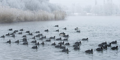 Foulques-macroule 2   JEA7042p