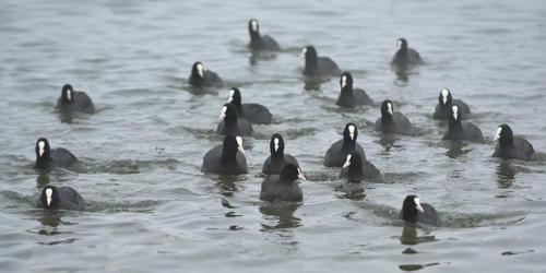 Foulques-macroule 1   JEA7117p