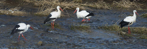 Le-bain-des-cigognes   JPF6475