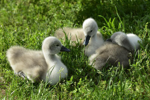 Tendres-cygneaux   JEB2377