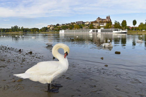 Le-Rhin-à-Alt-Breisach   JEC1955