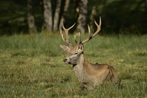 Jeune-cerf-élaphe  JEC2439
