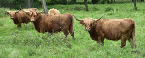 Vaches-Highland-à-Niedersteinbach   JPJ0737