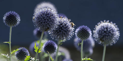 Boule-azurée 1   JEB8585p