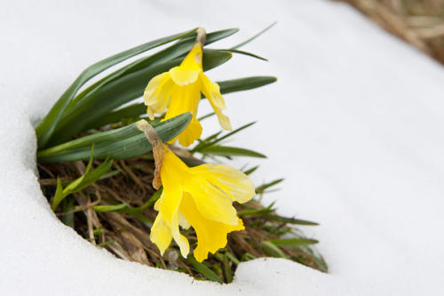 Sur-les-pentes-du-Hohneck   JPY4519