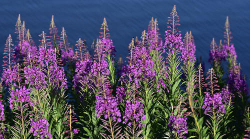 Epilaube en épi   JEB7470