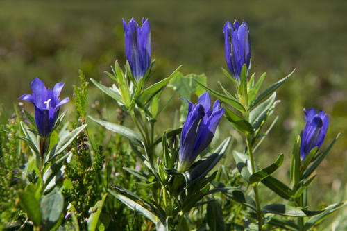 Variété de Gentiane   JEB8301