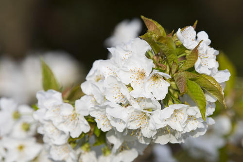 Fleurs de cerisier   JEB0494