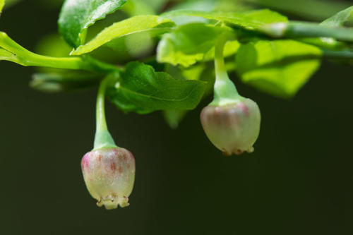 Fleurs-de-myrtillier   JEB1993