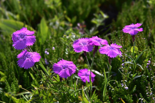 Œillet-commun   JEB8321