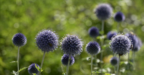 Boule-azurée 2   JEB8586p
