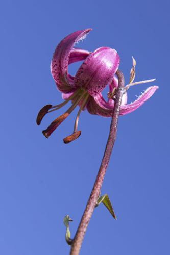  Lys-Martagon   JEB7663