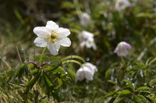 Pulsatilles-des-alpes-sur-les-crêtes-Vosgiennes   JEB1716