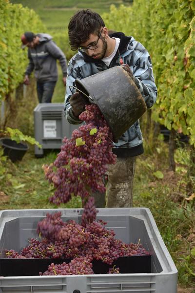 Vendanges-du-Gewutztraminer   JEC1624