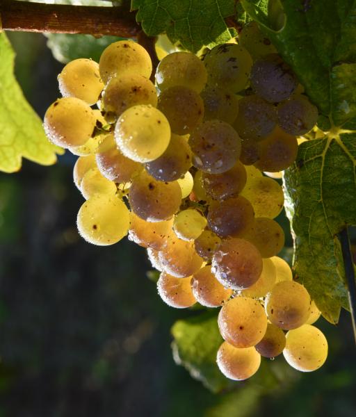 Pinot-Blanc   JEC1853