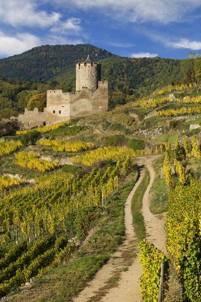 Le-château-du-Schlossberg, Kaysersberg   JED2475