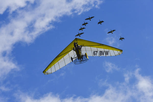 Vol-en-ULM-avec-les-oies-3   JJL0940