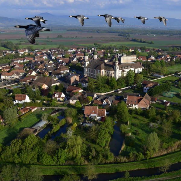 Vol-en-ULM-avec-les-oies-2    JJM3049