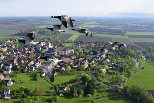 Vol-en-ULM-avec-les-oies-1    JJM3194