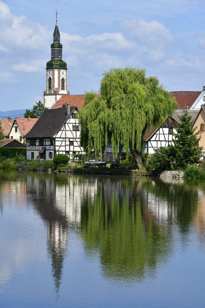 L'Ill-à-Huttenheim-1   JJN8789