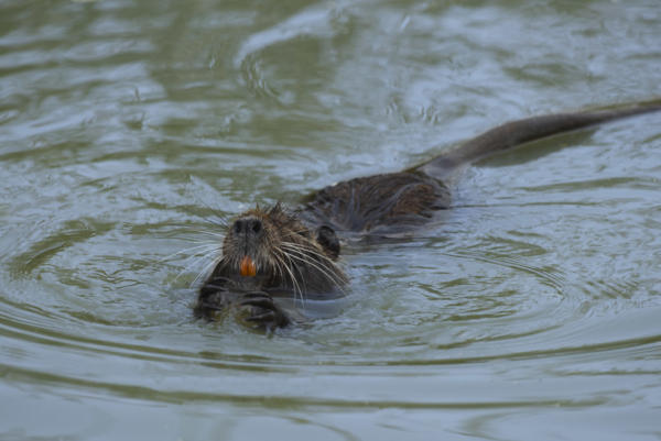 Ragondin   DSC 1204b