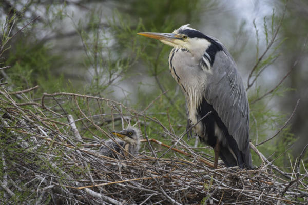 Papa-pas-content   DSC 1275