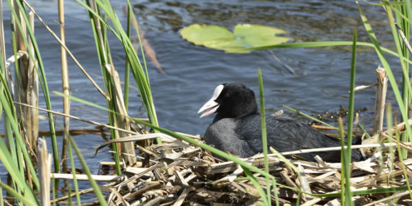 Foulques-macroule 3   JJA9176b