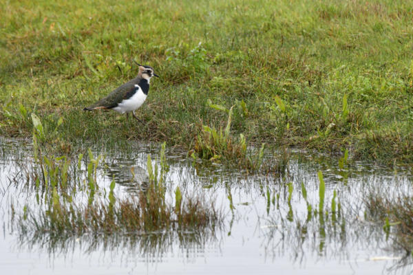 Vanneau-huppé   JJN0309   