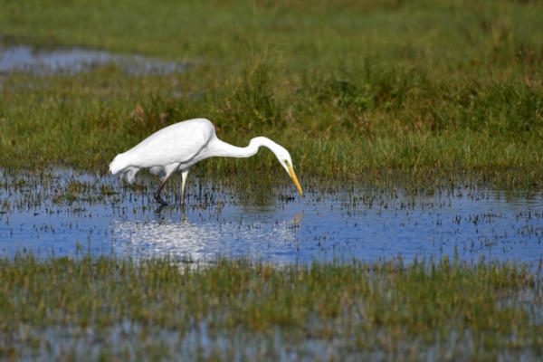 Grande-Aigrette 2   JJN0483