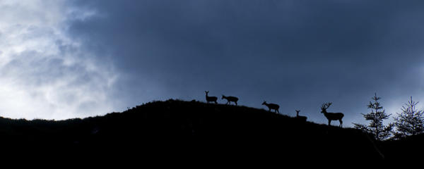 Cerf-élaphe 1   JPC3509b